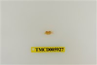 藏品(拉氏清溪蟹)的圖片